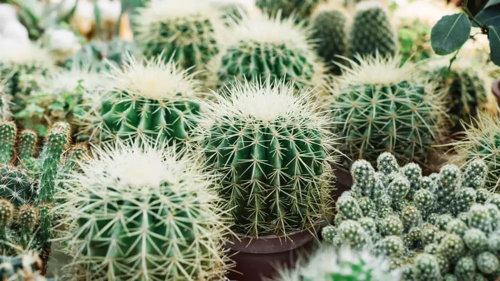 How to get rid of cactus bugs