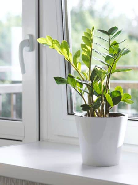 How to Care for ZZ Plant Indoors near window