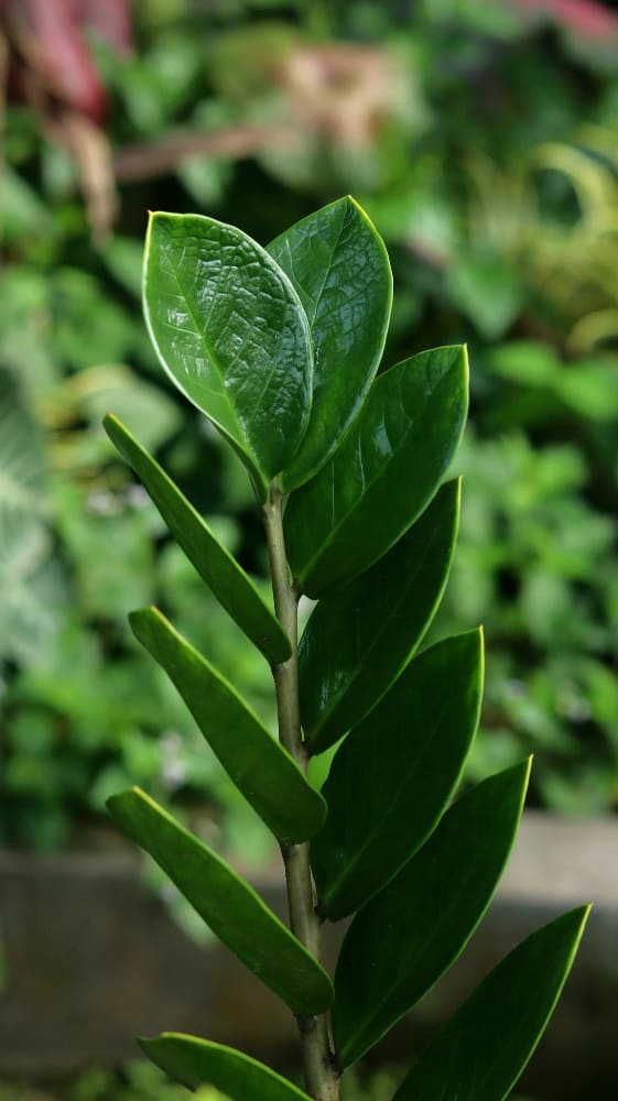 ZZ Plant leaf