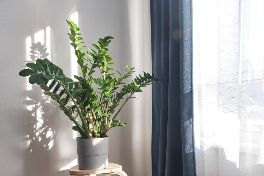 How to Care for ZZ Plant Indoors