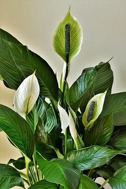 Best Peace Lily