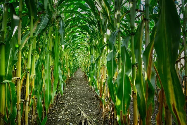 Corn Plant CROP