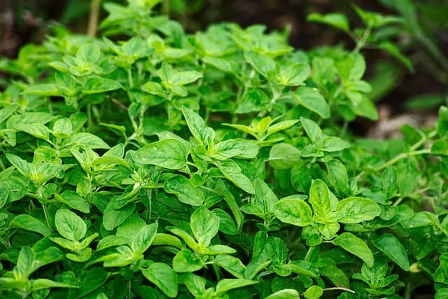 How To Harvest Oregano Without Killing the Plant
