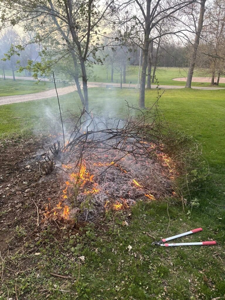 Burning thorn bushes