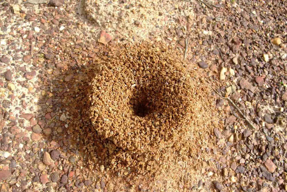 How to Get Rid of Ant Hills in Pavers