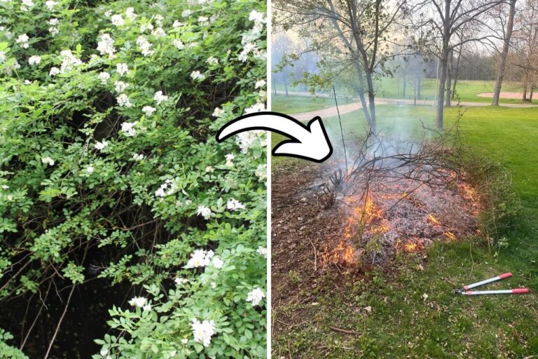 get rid of thorn bushes