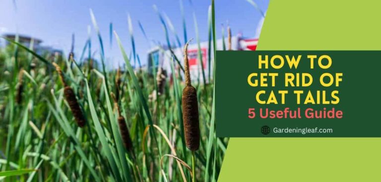 How to Get Rid of Cat Tails: 5 Useful Guide