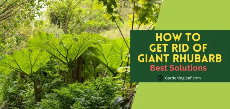 How to Get Rid of Giant Rhubarb : 6 Best Solutions