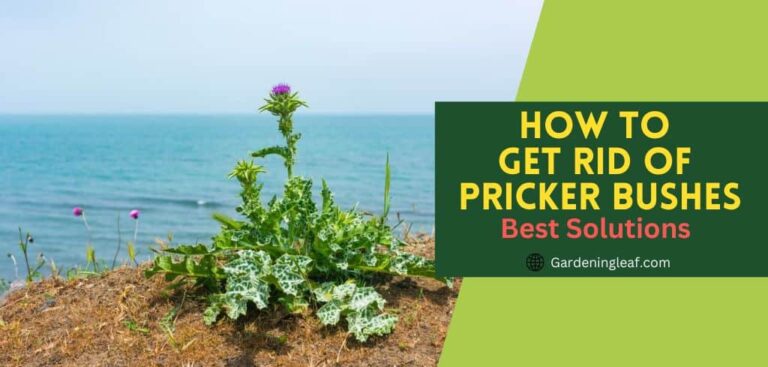 How to Get Rid of Pricker Bushes : Best Solutions