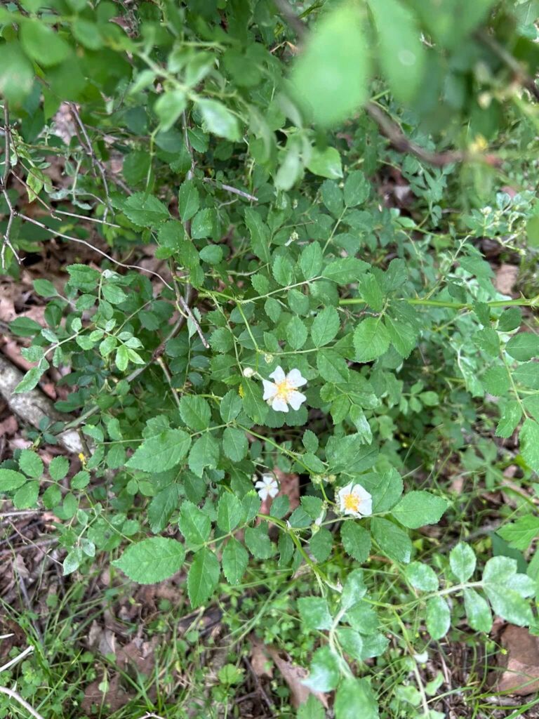 Mutliflora rose