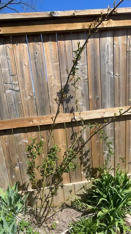 Small thorn bush that can be pulled