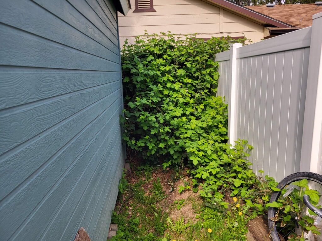 Thorn bushes in the backyard