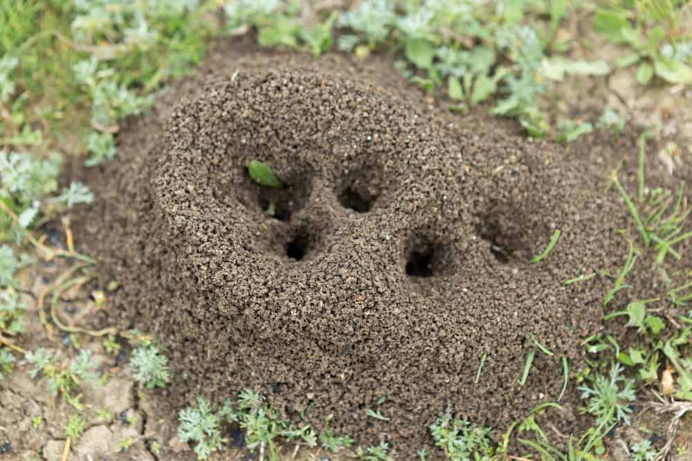 ant hill in the garden