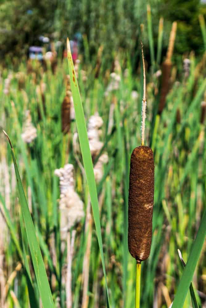 how to get rid of cat tails