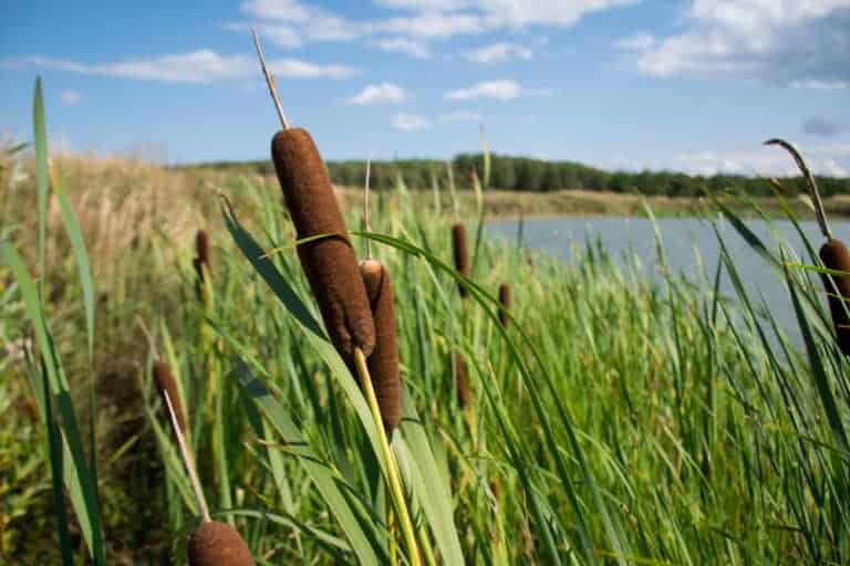 How to Get Rid of Cat Tails