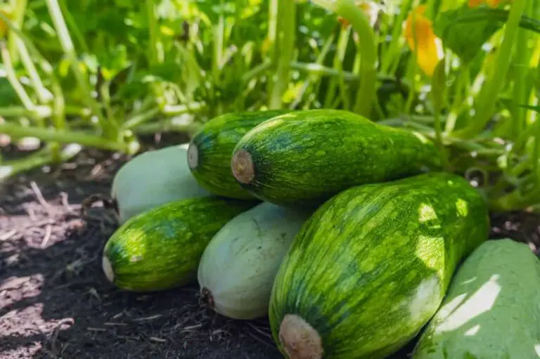 How to Prune a Zucchini Plant: Top 5 Tips and Tricks