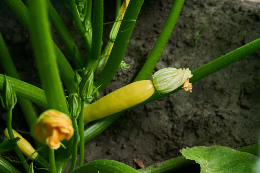  zucchini plant