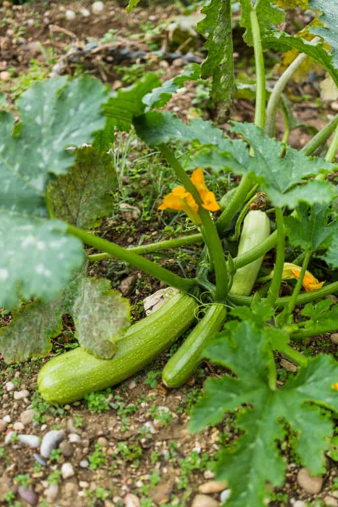 how to prune a zucchini plant