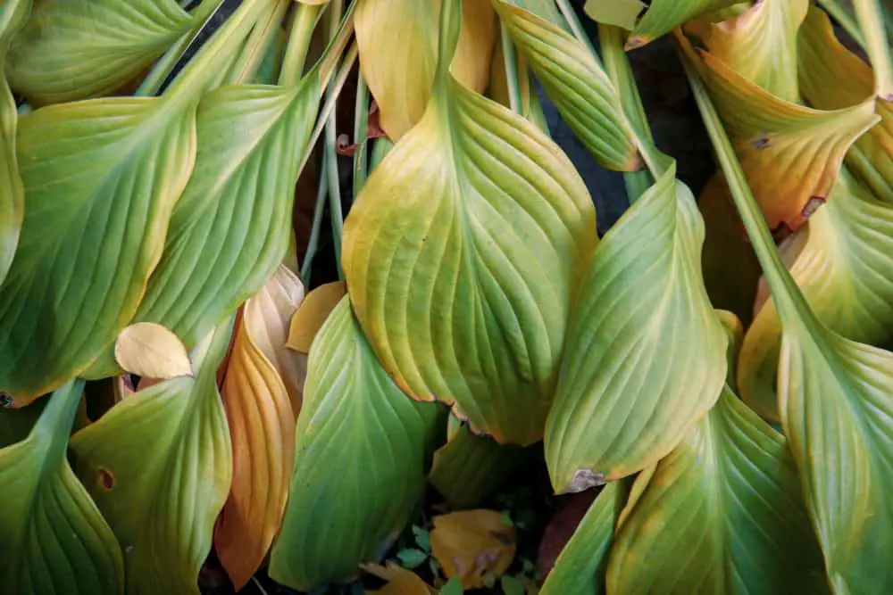 how to fix hosta scorch