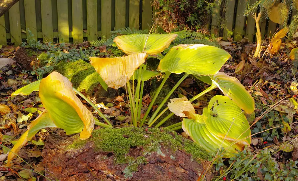 yellow hosta 