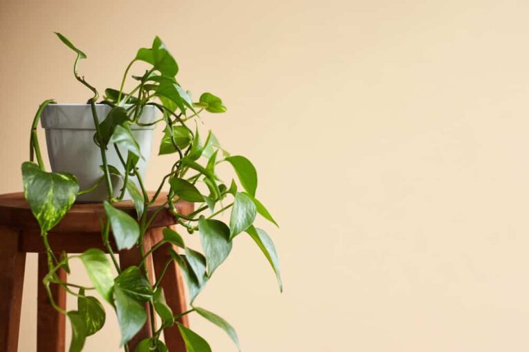 How To Make Pothos Grow Faster: Basic care, plants, and more