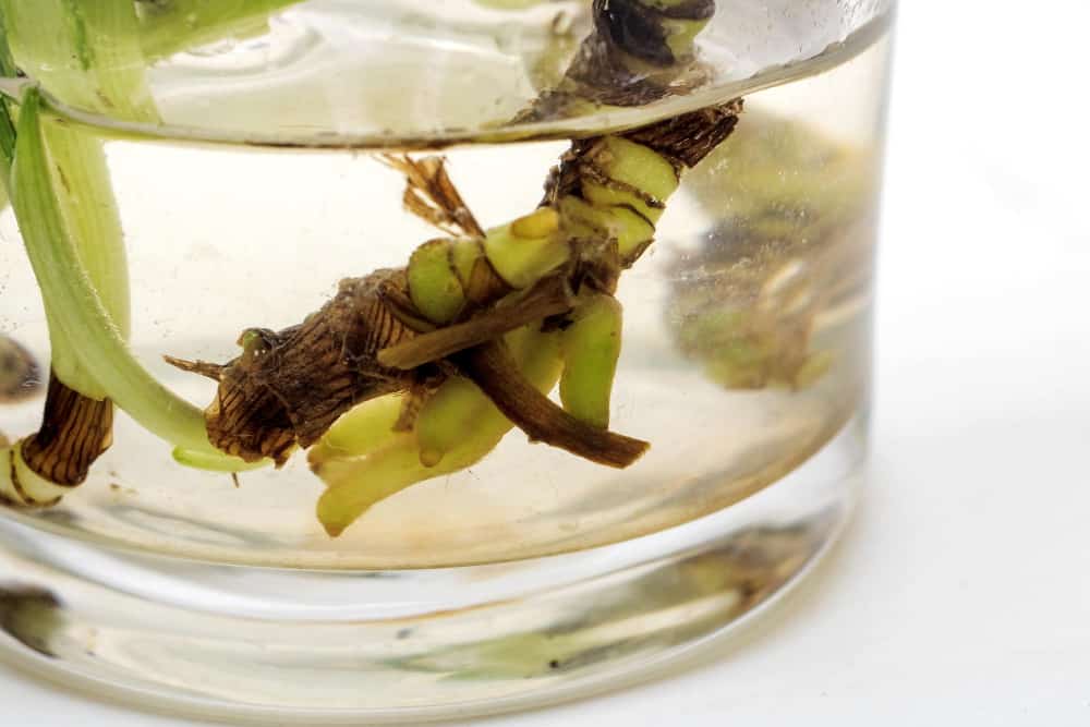 Pothos root in water 