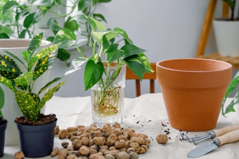 How to Grow Pothos in Water: The Ultimate Guide