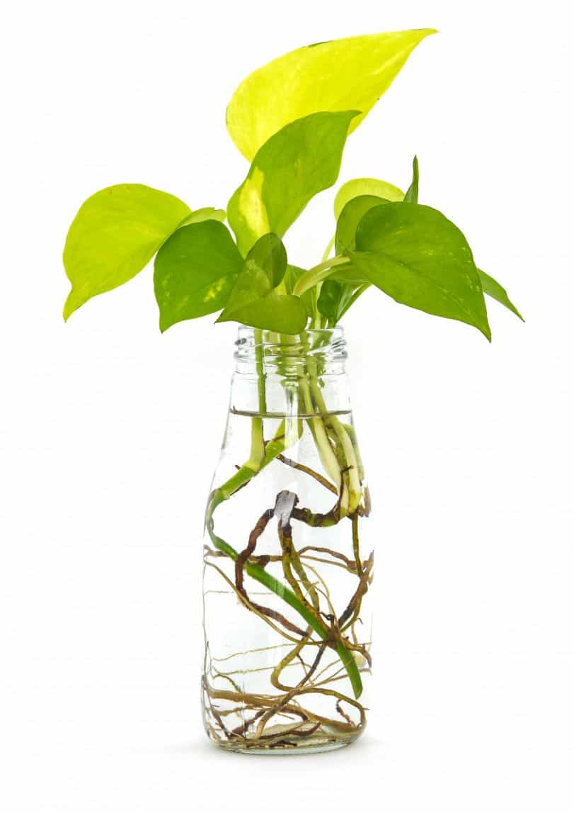 how-to-grow-pothos-in-water-the-ultimate-guide