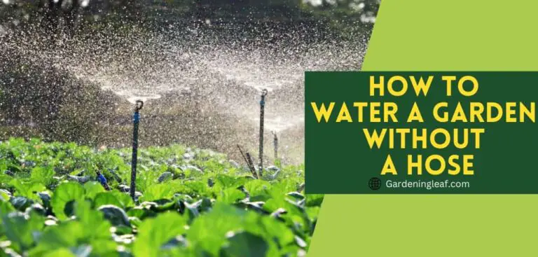 How To Water A Garden Without A Hose – 5 Best Guide