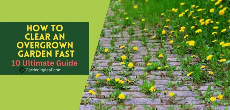How to Clear an Overgrown Garden Fast – 10 Ultimate Guide