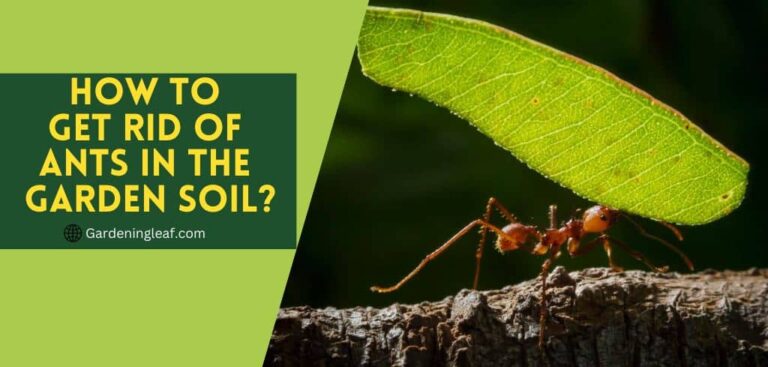 How to Get Rid of Ants in the Garden Soil? Best 20 Ways
