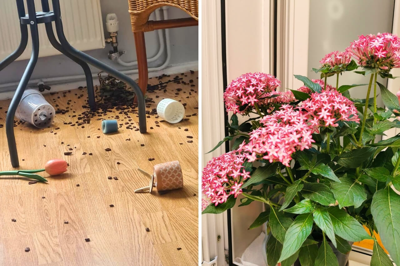 Plant Pots Falling Over
