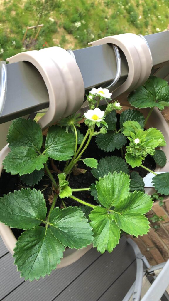 Vertical Hook Hanging Pot