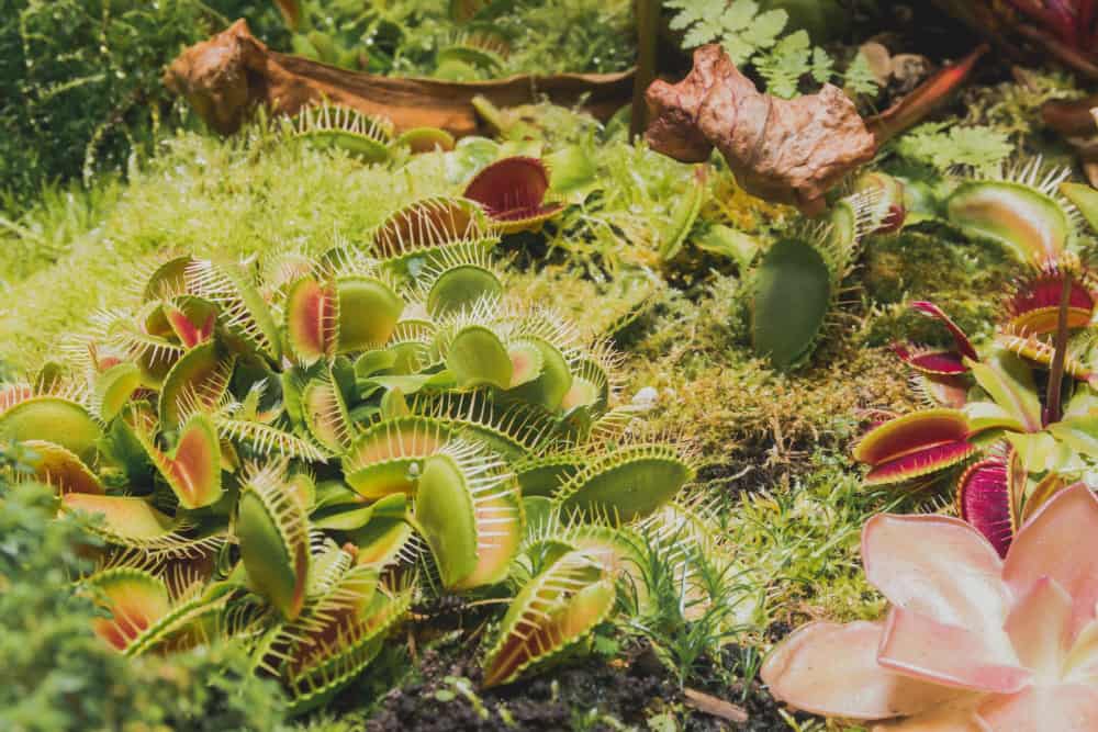venus fly traps pitcher plants jungle-