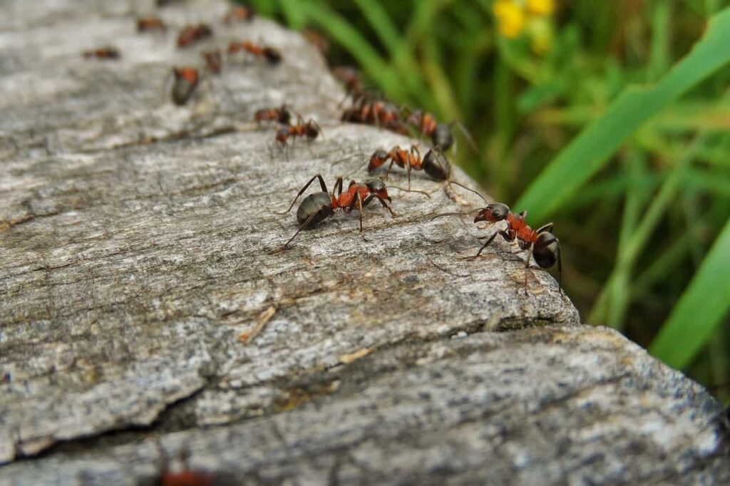 how to get rid of ants in the garden soil