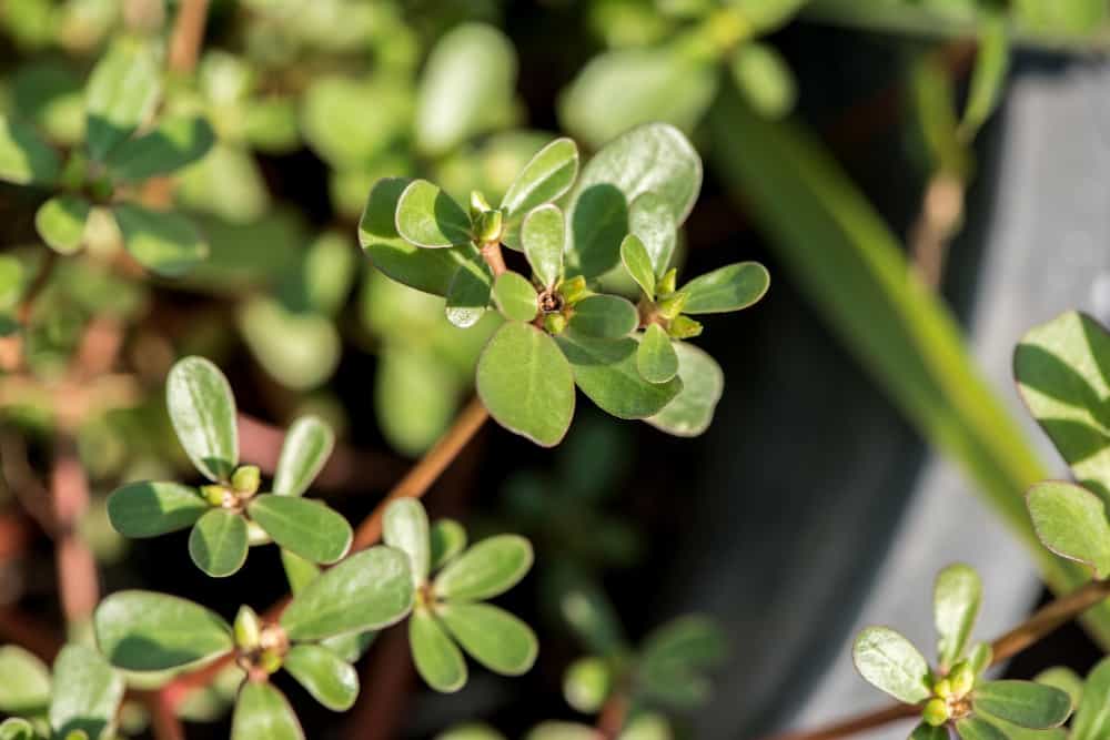 How to Get Rid of Purslane in the Garden