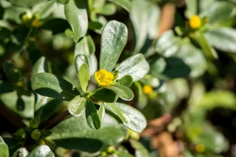 How to Get Rid of Purslane in the Garden – 6 Easy Way