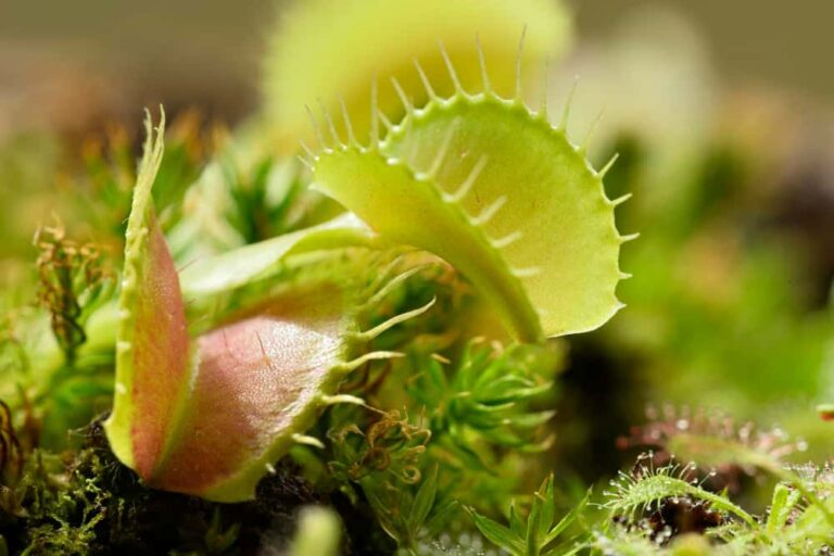 How to Grow a Venus Fly Trap from a Seed