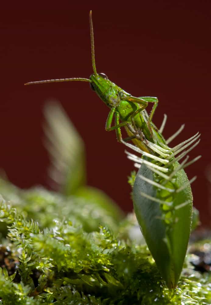 Repot a Venus Fly Trap