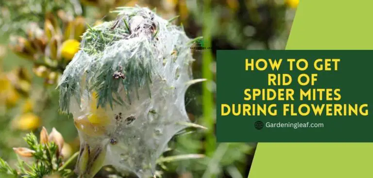 How to Get Rid of Spider Mites During Flowering (The Easy Way)