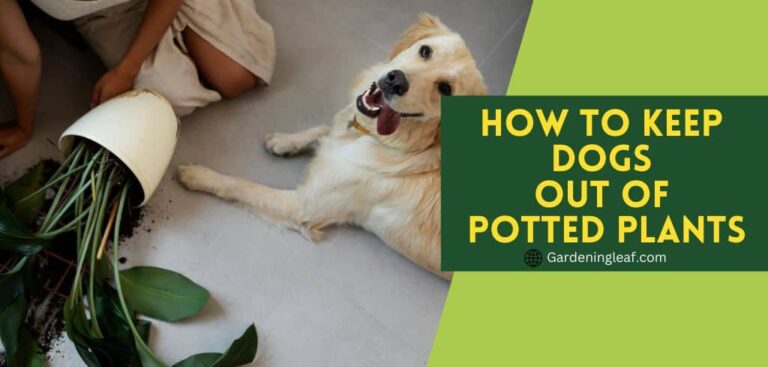 How to keep dogs out of potted plants | 6 Easy Tips