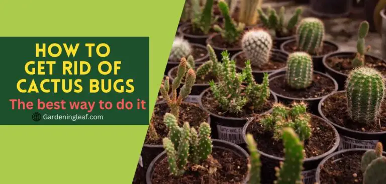 How to get rid of cactus bugs: The best way to do it