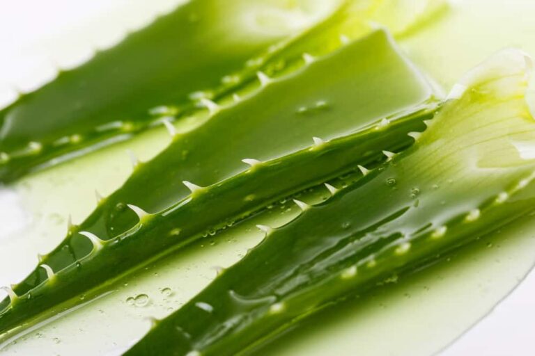 Why Does Aloe Vera Smell Like Onions?