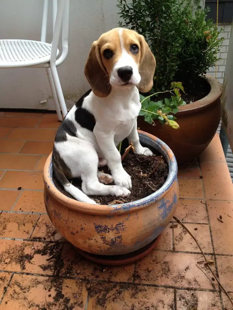 dogs destroyed potted plants 