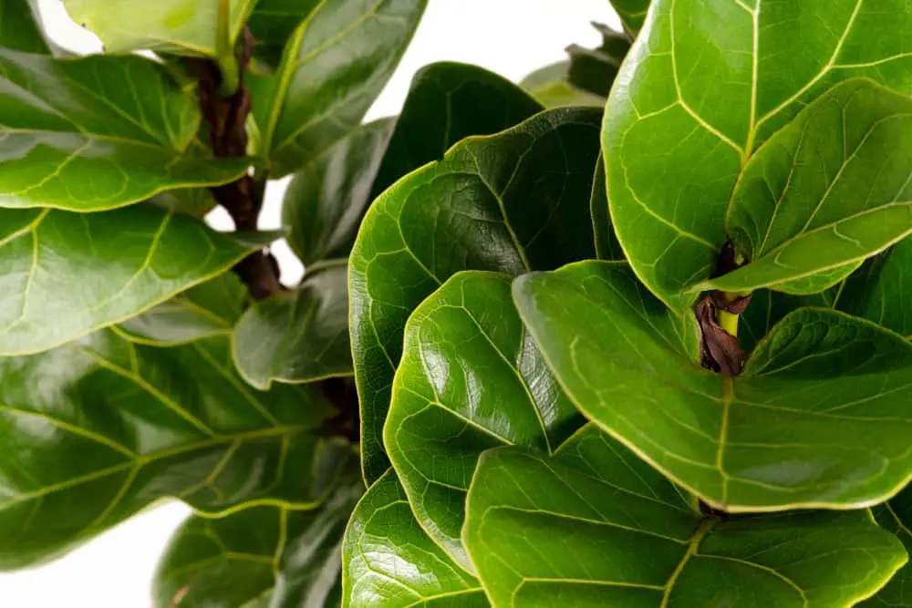 How To Make Fiddle Leaf Fig Branches