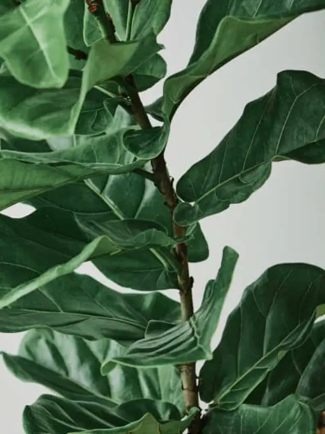 Fiddle Leaf Fig: Debunking the Myths and Revealing the Facts