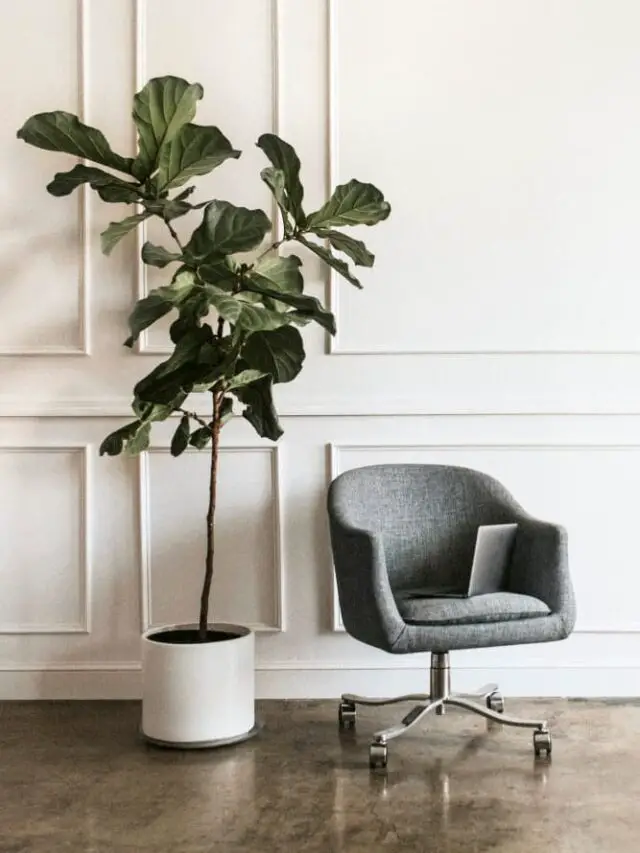 How to Propagate Fiddle Leaf Fig Branches