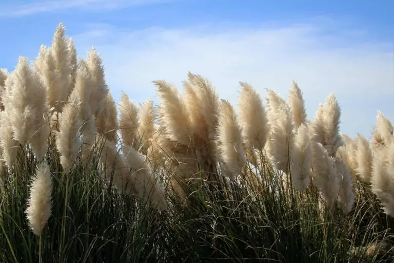 How To Prune Pampas Grass : The Perfect Solution