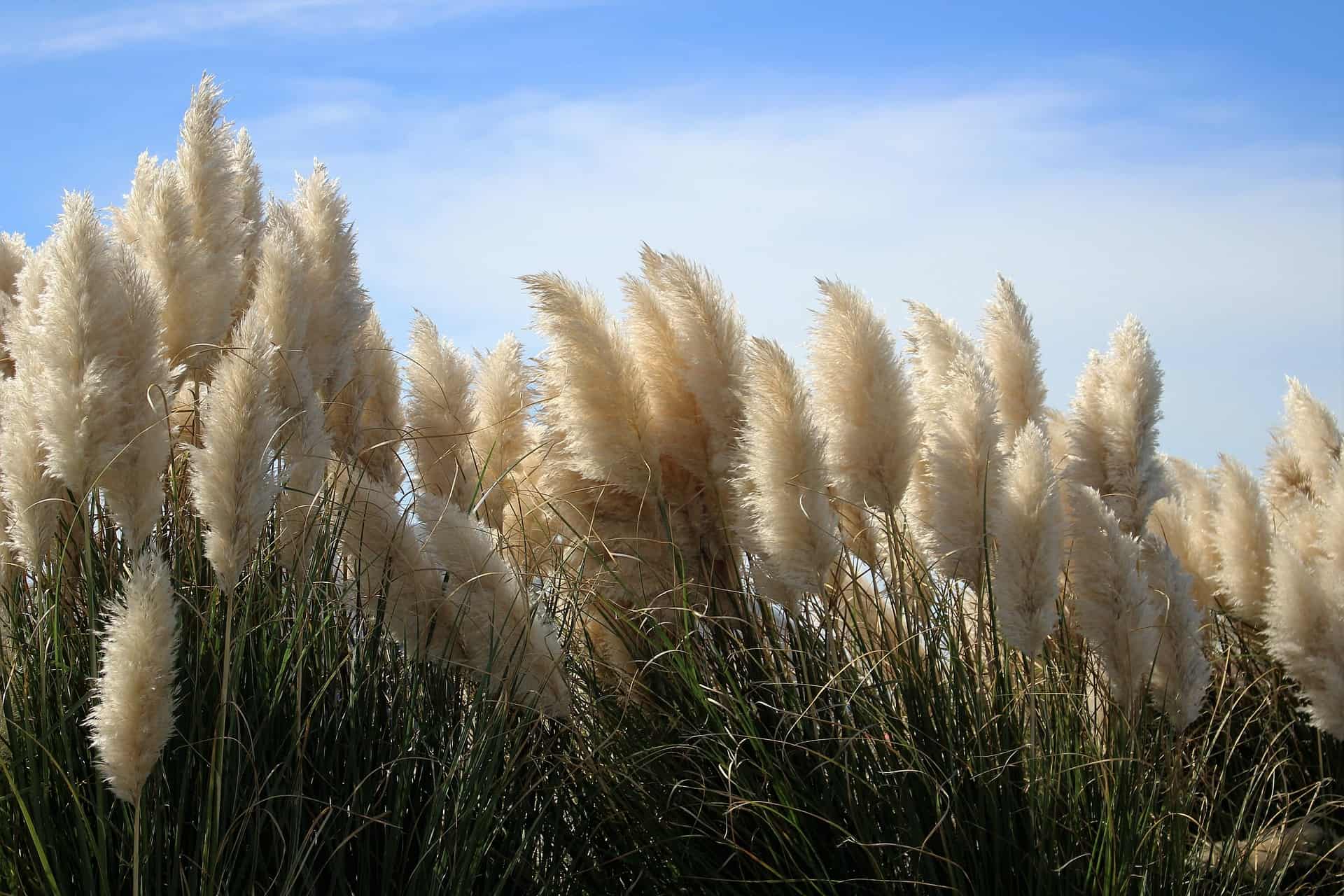 How To Prune Pampas Grass : The Perfect Solution - Gardening News, Tips ...