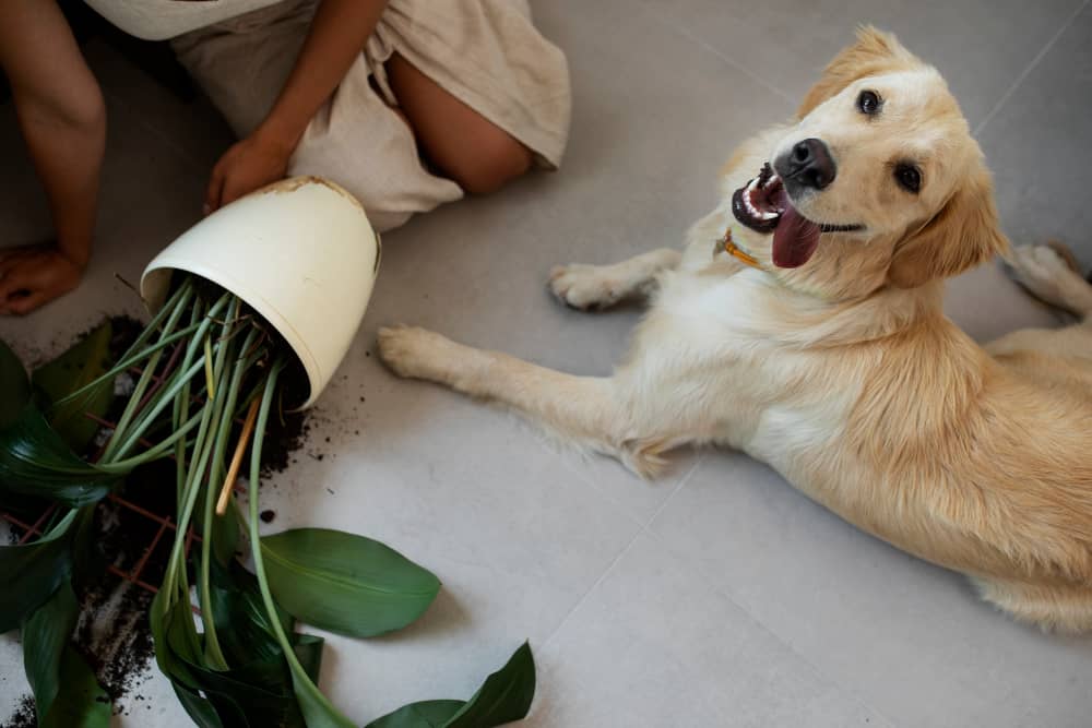 How to keep dogs out of potted plants 